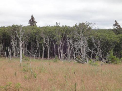Paper birch pioneering the open land after the death of the spruce and fir from spruce bud worm in the 1970's