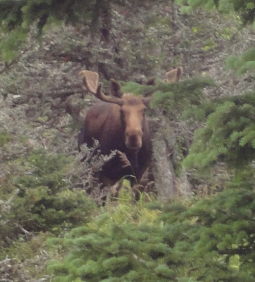 Moose 3