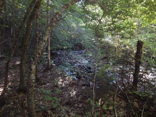 Trail to MacKenzie Falls